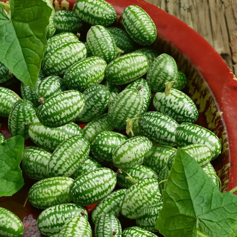 10+ Cucamelon Mouse Melon Seeds