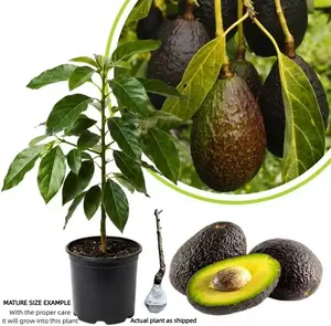 Dwarf Hass Avocado Tree – Bare Root, Healthy Root System, Low Space Requirement, Great for Balcony, Pot, or Home Garden
