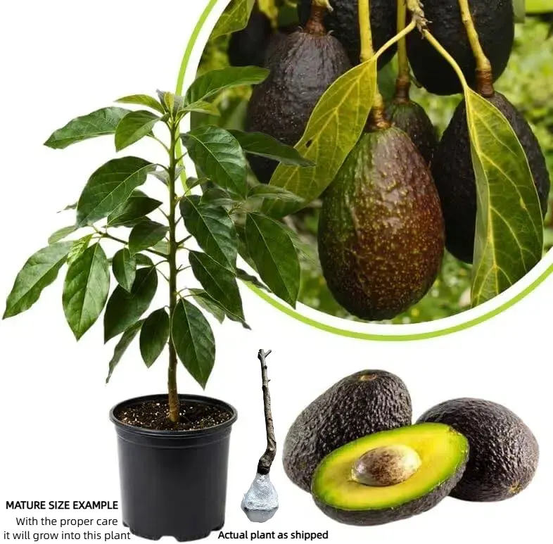 Dwarf Hass Avocado Tree – Bare Root, Healthy Root System, Low Space Requirement, Great for Balcony, Pot, or Home Garden