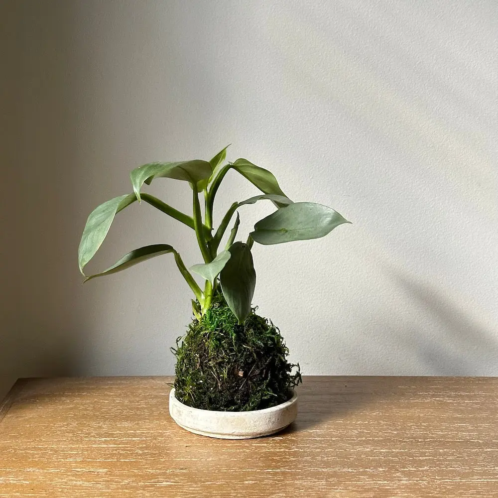 Philodendron 'Silver Sword' Kokedama