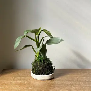 Philodendron 'Silver Sword' Kokedama