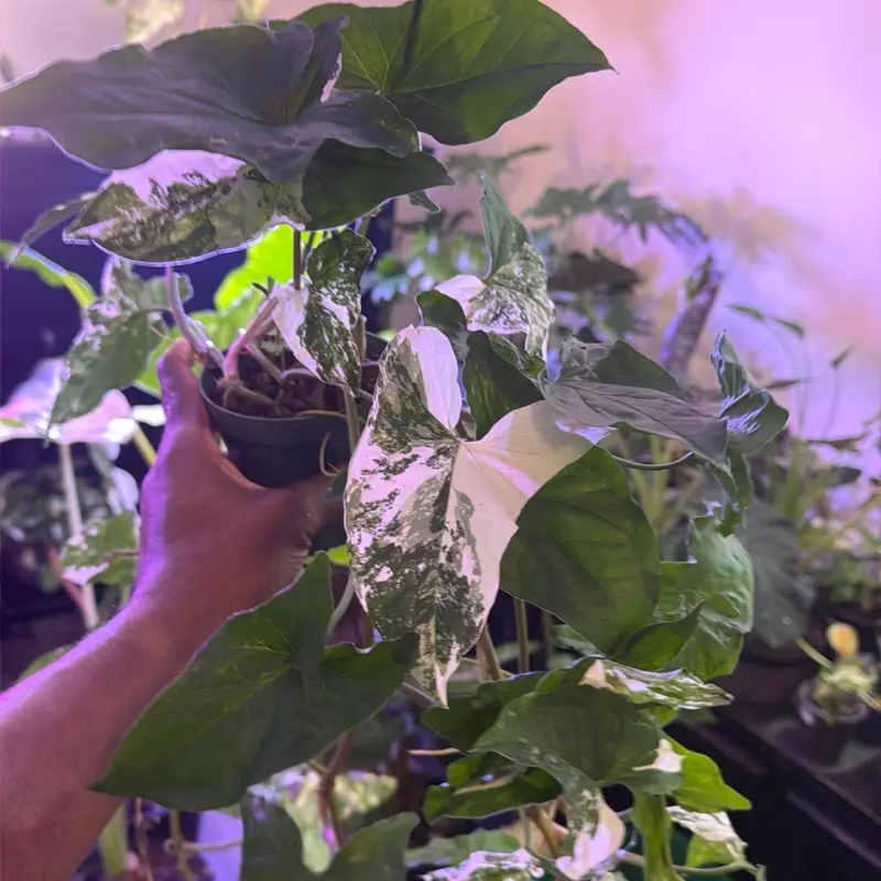 Albo syngonium