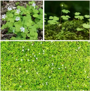 10000+ White Irish Moss Seeds for Planting, Non-GMO Moss Ground Cover Plant Creeping White Flower Green Carpet Clover Seed for Planting Garden Yard Lawn