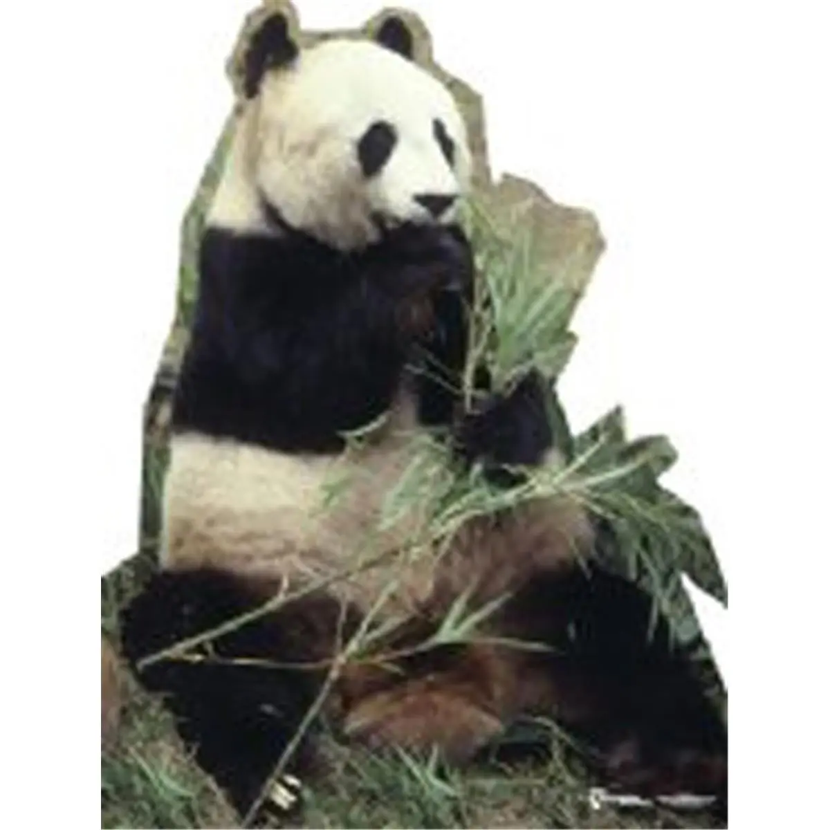Advanced Graphics 734 62" x 47" Life-Size Panda Bear Cardboard Stand-Up, Bamboo-Themed Decorative Home Decor Accent for Parties