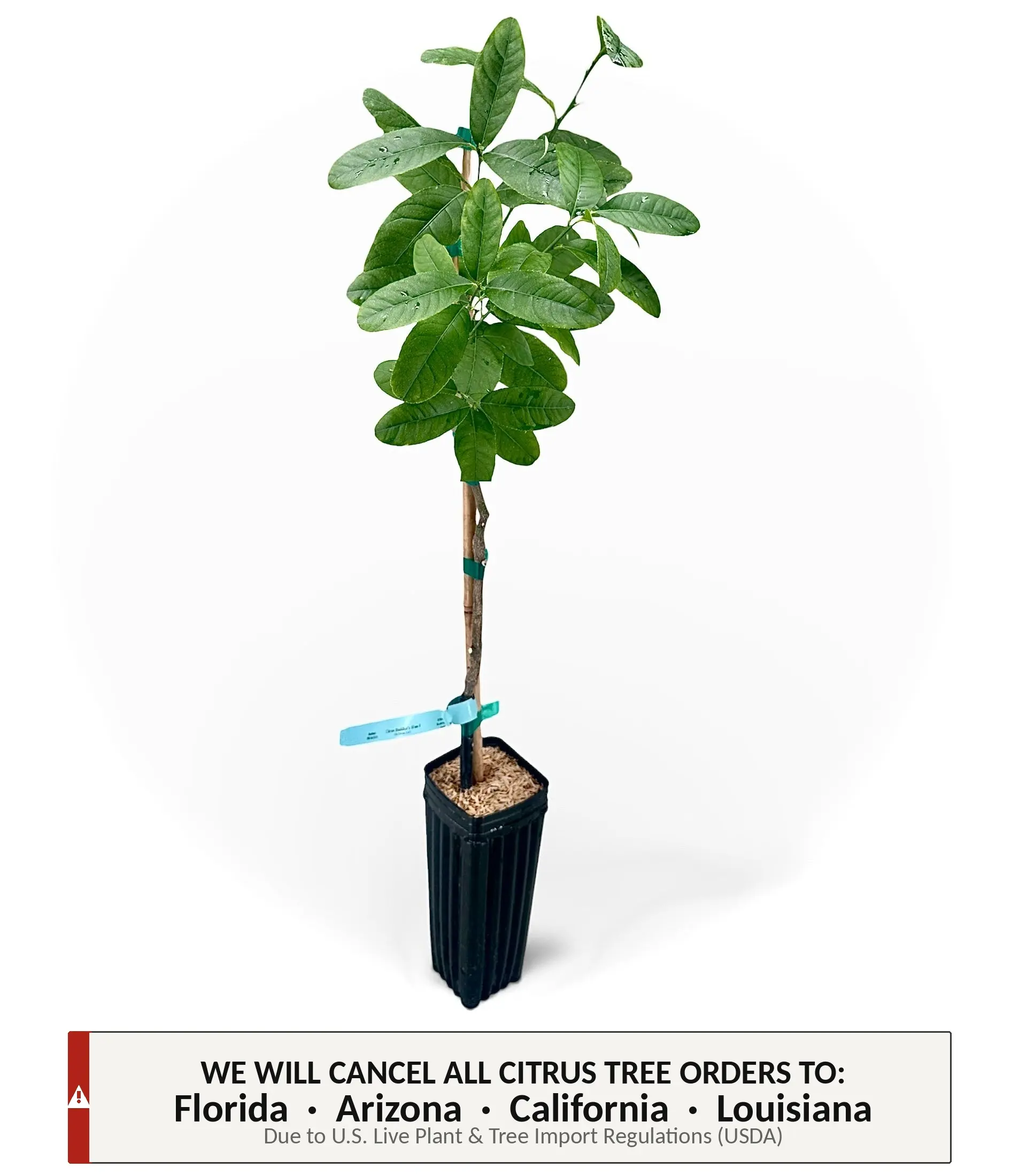 Buddha's Hand Citron Tree | No Ship CA AZ LA FL | US Citrus Nursery | Exotic Fingered Citrus, Violet Scented Aromatic Rind, Natural Live Citrus Plant, Rare Indoor Outdoor Ornamental Tree