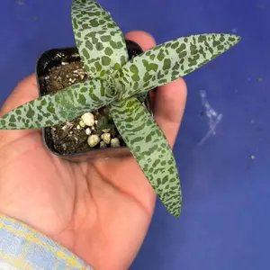Silver Squill Plant 2” — Ledebouria socialis | Leopard Lily | Easy Care Bulb Succulent by Nanus Nursery
