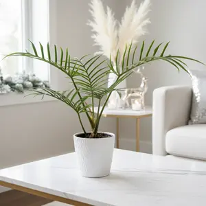 Philodendron 'Tortum'