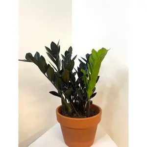 5” Zamioculcas Zamiifolia 'ZZ Raven'