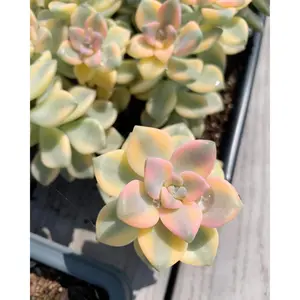 Graptopetalum Variegated Tituban - April Farm/Rare Succulents