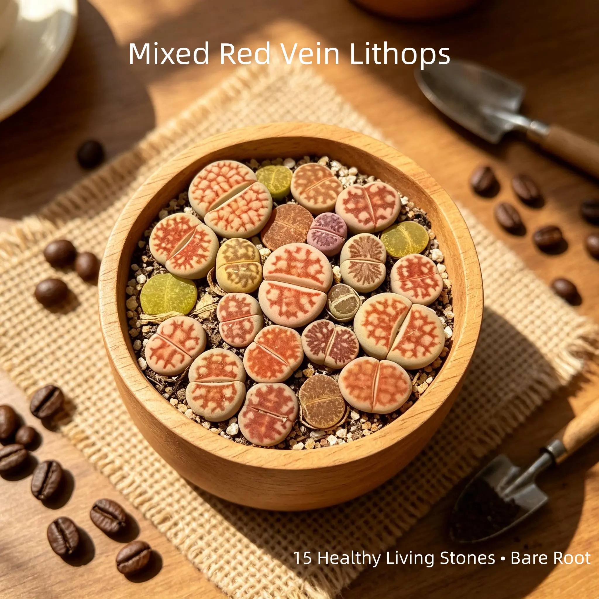 Wholesale 15Pcs Mixed Lithops Living Stones Bare Root | Bulk Cheap Stone Succulent for Resale & Personal Collection