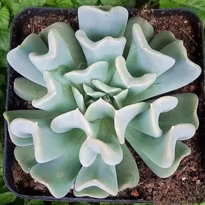 2"Live Succulent Topsy Turvy