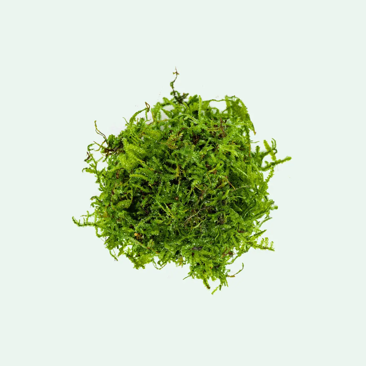 Christmas Moss