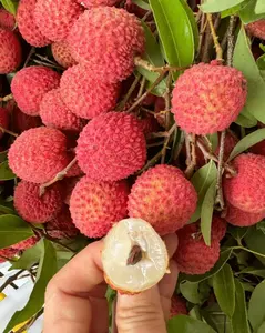 Litchi Seeds for Planting Outdoors – Tropical Fruit Tree for Backyard Orchard, Beginner Gardening Friendly, Warm Climate Plant
