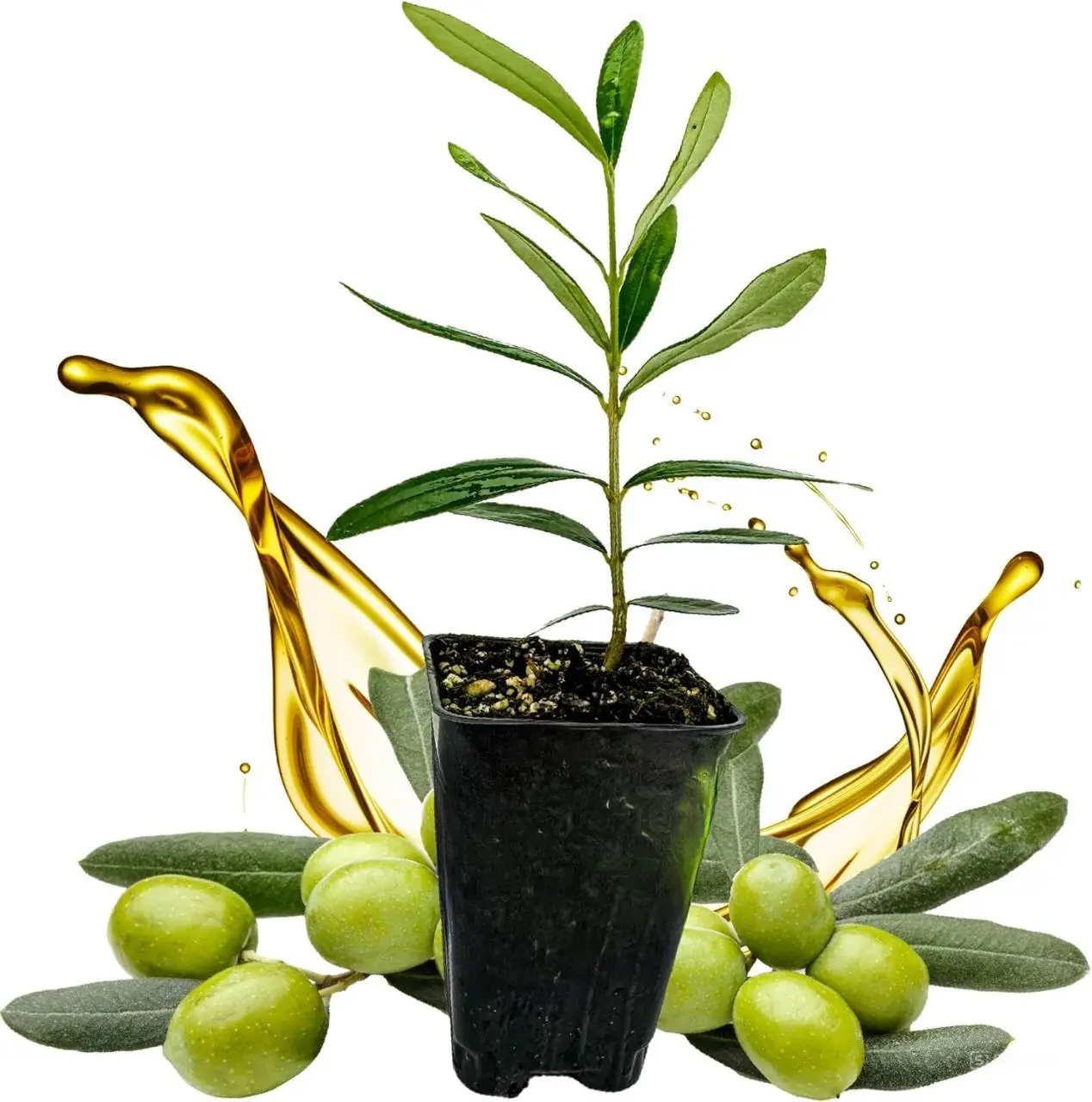 Coratina Olive Tree - Olea Europaea Live Plant for Mediterranean Garden
