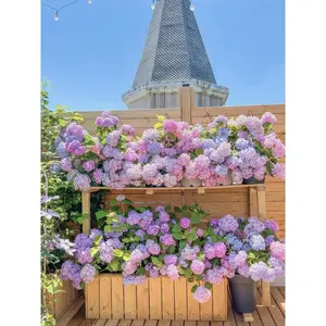 (Buy 1 Get 1 Free)Hydrangea Flower Seeds 50 seeds Mixed Color Seeds Colorful Perennial Blooms for Outdoor Gardens Hardy and Low Maintenance Seeds for Beautiful Landscapes