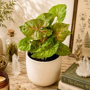 Syngonium Maria Allusion Live Plant Indoor Houseplant Bronze Arrowhead Plant in Clear Nursery Pot Home Decor