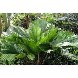 Vanuatu Fan Palm - Ruffled Fan Palm - Live Plant in a 4 Inch Growers Pot - Licuala Grandis - Extremely Rare Ornamental Palms of Florida