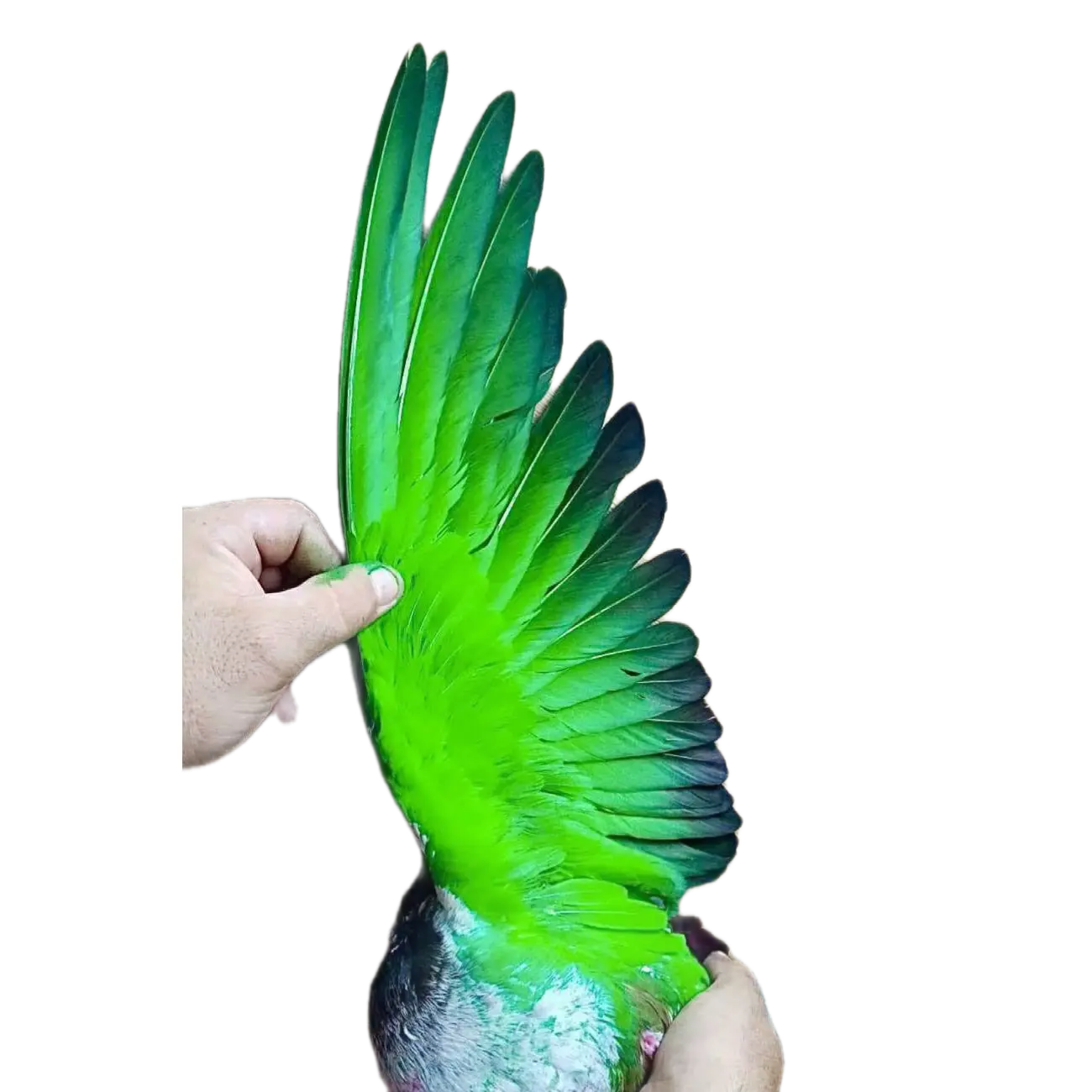 Green paint for pigeons Green paint for pigeons