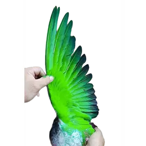 Green paint for pigeons