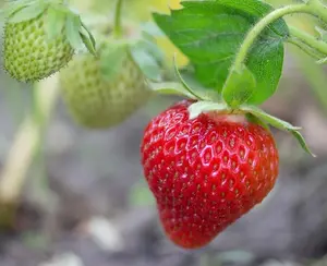 Eversweet Everbearing Strawberry Plants | Bare Root Day-Neutral | Sweet, Heat Tolerant Variety | Hand Picked Nursery