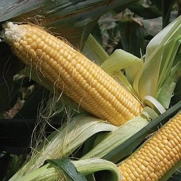 Country Gentleman Corn (Zea mays) Organic Seeds – Heirloom Sweet Corn with Unique Shoepeg Kernels and Rich Flavor