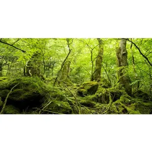 AWERT 60X24 Inches Terrarium Background Tropical Rainforest Reptile Habitat Background Green Huge Tree Stone Forest Aquarium Background