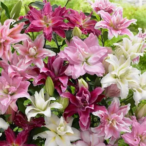 Lilium Oriental Roselily Mix Plant Bulbs (12 Pack), Pollen-Free Double-Flowering Blooms in Spring to Summer Gardens
