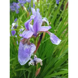 Smoke Camp Crafts Blue Flag Iris Seeds, Iris versicolor, 100 Seeds, Organic, Outdoor, Spring to Early Summer Planting