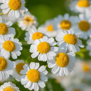 Feverfew Seeds for Planting - Matricaria Flower, Yellow and White Chamomile Blossoms, Medicinal Herb, Cut Flower Bouquet - 500 Seed Packet