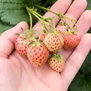 "Pineberry" Pineapple Strawberry