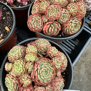 Echeveria 'sugar baby' cluster- Bare Root Succulents - Terra Tales