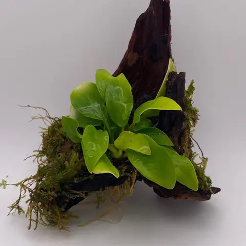 Tofu's Tanks Planted Aquarium Driftwood Decor - 2"-16"+ One-of-a-kind centerpieces for nano, shrimp, and betta aquariums!