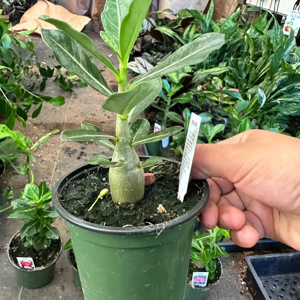 Desert rose plant 2-3 inch pot live plant-No pot