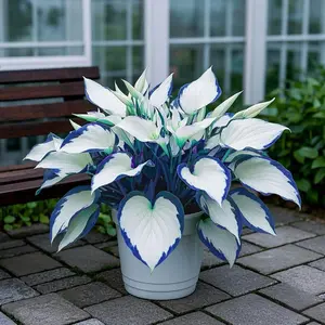1000 White-Centered Blue-Edged Hosta Seeds – Stunning Perennial Plants for Elegant Garden Borders & Patio Landscaping