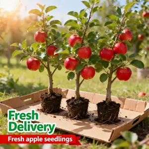 No Green Thumb Needed! Live Apple Tree Sapling (18in) | Sweet & Juicy Harvest Guaranteed