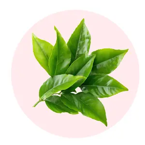 Green Tea - Solid Fragrance Pod - Aroma - Scented - Freshener - Floral - Woody - Scented - Perfume - Freshener