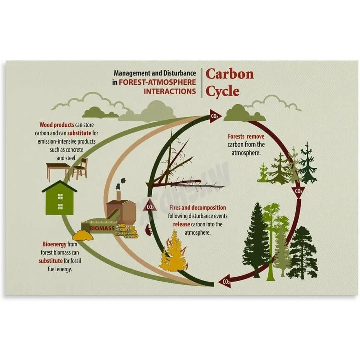 The Carbon Cycle Poster Science Education (4) Canvas for Bedroom Living Room Decor 36x24inch(90x60cm) Unframe-style