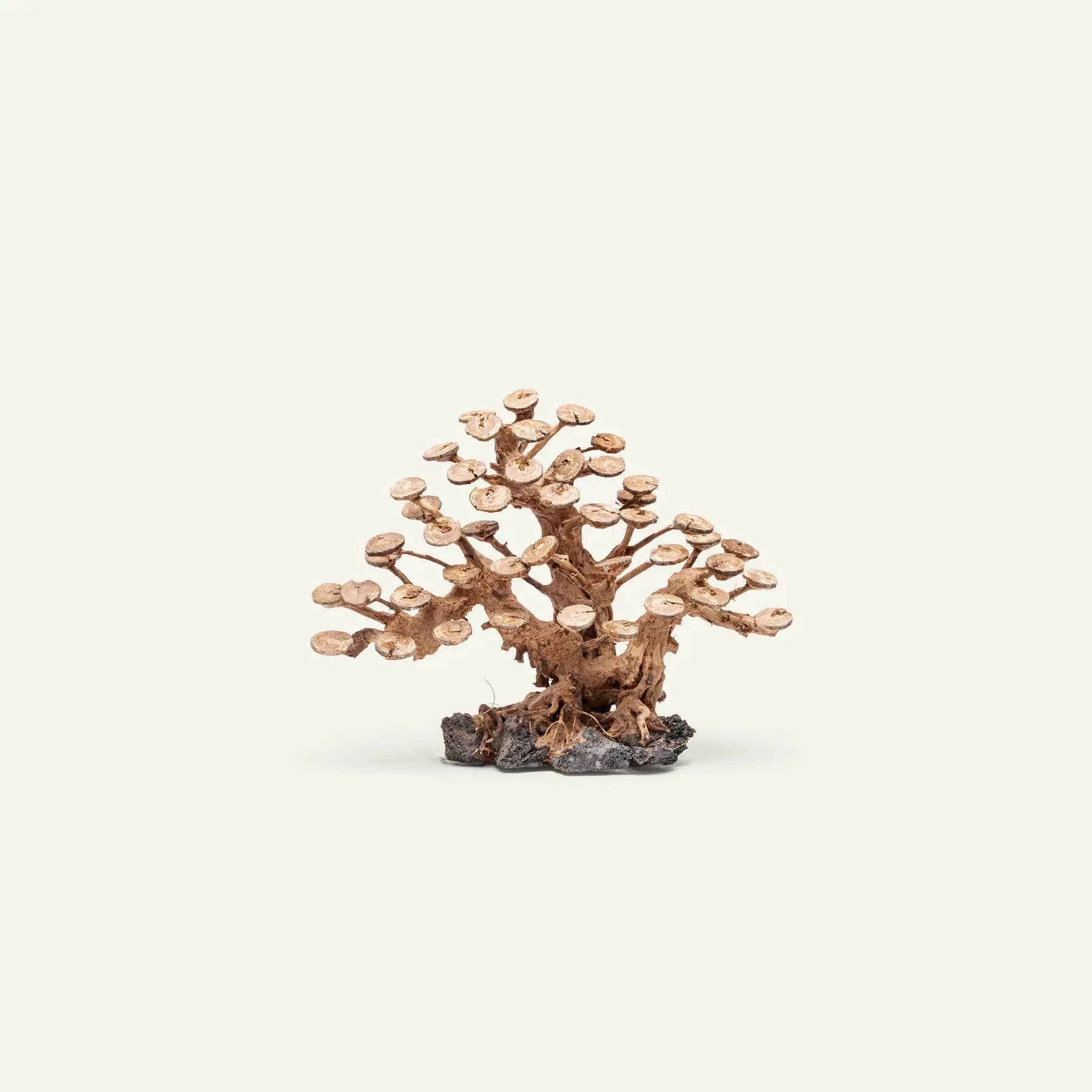 UNS Bonsai 016