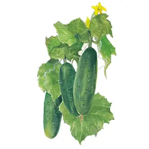 Spacemaster 80 Cucumber Seeds