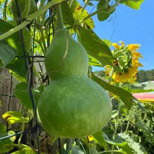 Birdhouse Gourd (Lagenaria siceraria 'Birdhouse') Organic Seeds – Large Hollow Fruits, Ideal for Crafting and Garden Projects