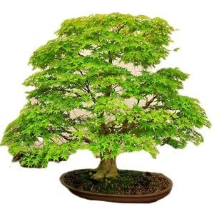 Beauty Marks*Green Japanese Maples*Gardening*Bonsai*natural Decorative Plant Fruit Trees Decor Ornaments