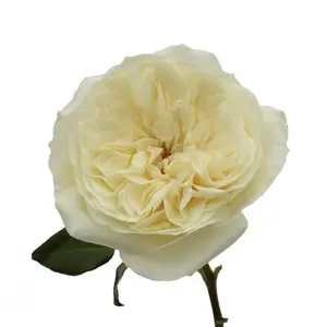 Pale Lenora – Hybrid Tea Rose Pattern