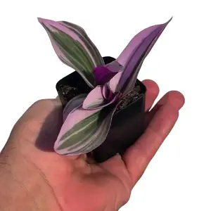 Tradescantia Nanouk | 2” Starter Plant | Pink & Purple Houseplant