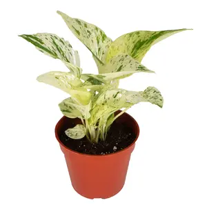 Marble Queen Pothos - 4" from California Tropicals