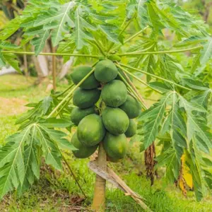 100+ Seeds  Pcs Papaya Seeds Dwarf Papaya Fruit Seeds, Used for Planting Outdoor Flowers Plants Horticulture Nature