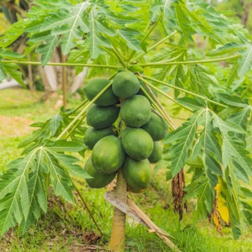100+ Seeds  Pcs Papaya Seeds Dwarf Papaya Fruit Seeds, Used for Planting Outdoor Flowers Plants Horticulture Nature