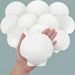 4"-5" White Seashells Bulk for DIY Crafts - Large Natural Scallop Shells for Painting, Baking, Beach Wedding - Ocean Themed Party Decor - Reusable Home Decoration Shells for Coastal Design