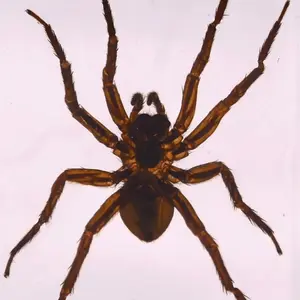 2.8" Real Golden Spider in Crystal Clear Lucite Resin Paperweight Specimen Preserved Arachnoids Taxidermy Crafts Collection Decor