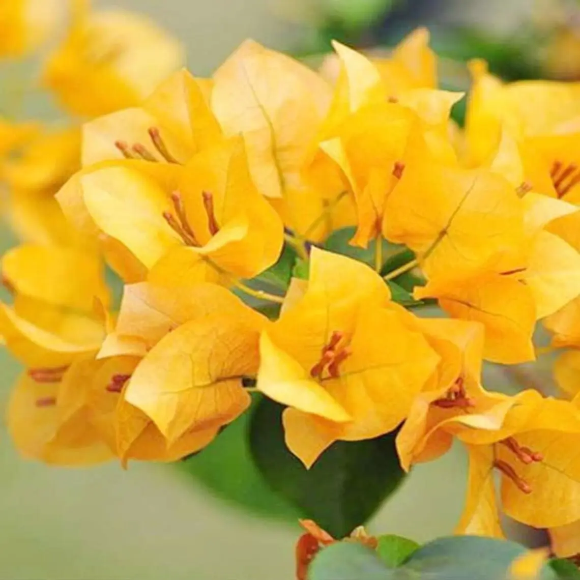 Gold Bougainvillea starter-GOLD- Live Rare Bougainvillea starter Plant ship in pot