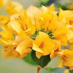 Gold Bougainvillea starter-GOLD- Live Rare Bougainvillea starter Plant ship in pot